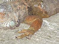 Iguane commun, Iguana iguana (ord Squamates)(ss-ord Sauriens)(fam Iguanides) (Photo F. Mrugala) (5)
